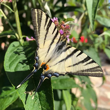 Tatil Evi The Boho Vandor Zalaszanto