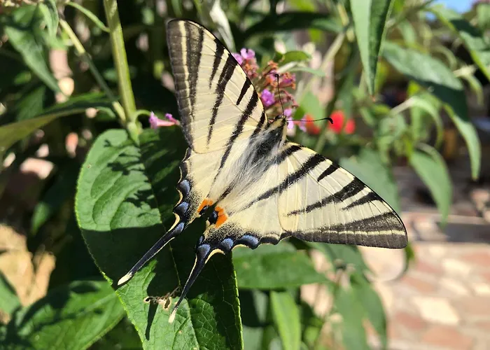 別荘 The Boho Vandor Zalaszántó