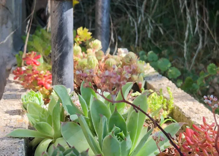 別荘 The Boho Vandor